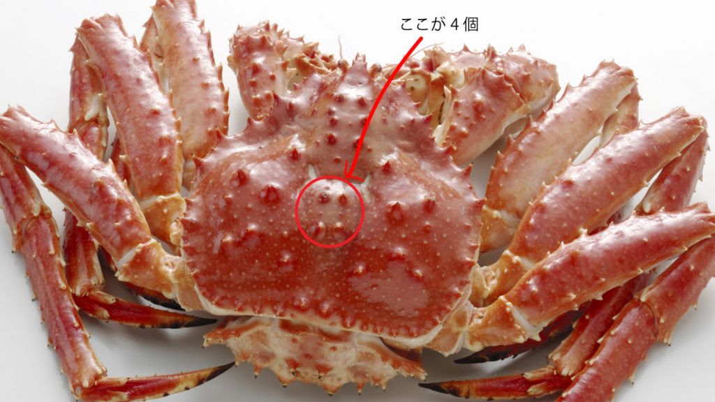 タラバガニはカニじゃなくてヤドカリ 理由を違いとともに徹底解説