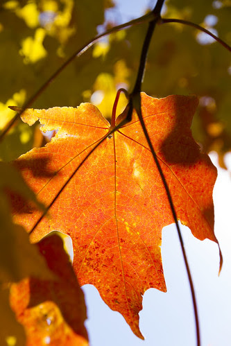 Maple Leaf