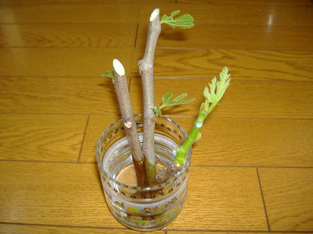 いちじくの挿し木栽培