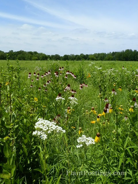wildflowers
