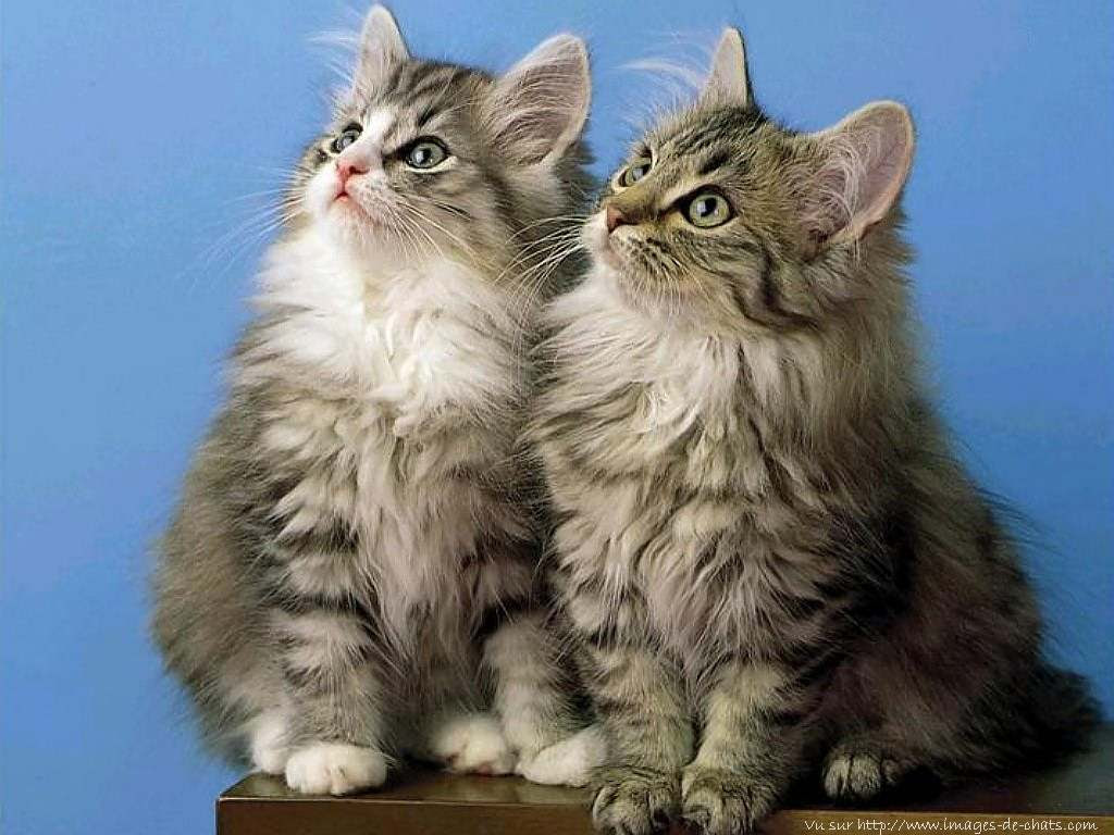 Chaton Angora