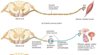 Which Has Its Cell Body In The Ganglion