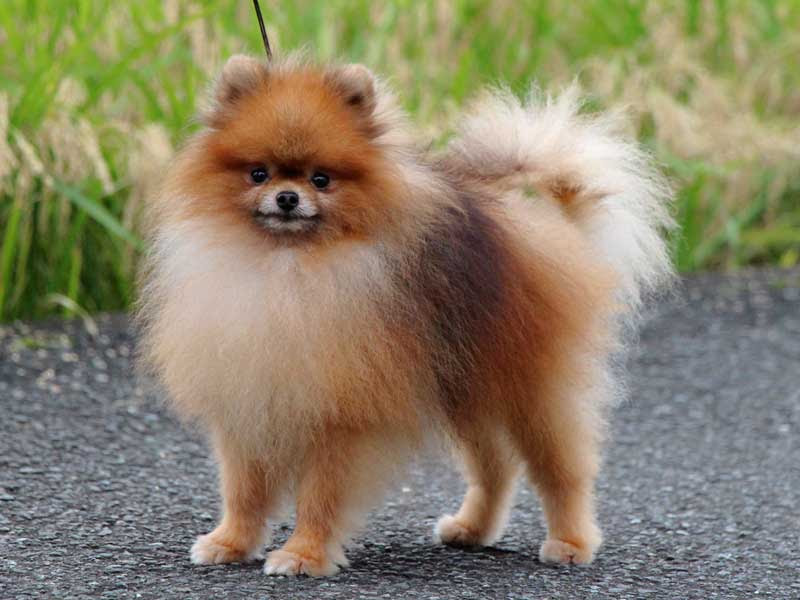 ポメラニアン子犬販売情報 ブリーダーの子犬販売専門店 ペットショップさくら