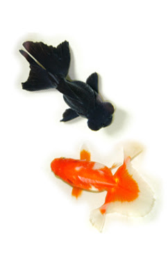 金魚を飼ってみよう 飼育方法 熱帯魚ショップトロピランド