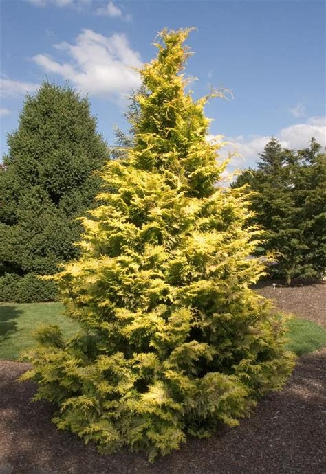This compact, evergreen shrub has dark green leaves and white flowers followed by black fruit. Goldilocks Hinoki False Cypress 15m x 10m. Slow growing