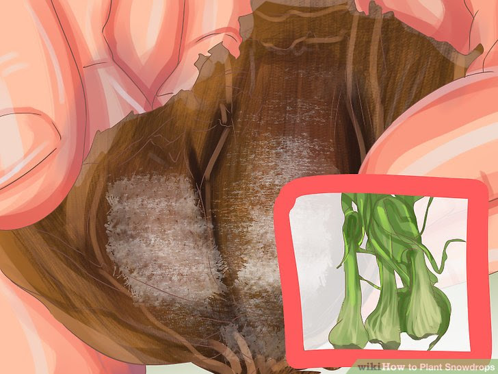 Plant Snowdrops Step 15.jpg