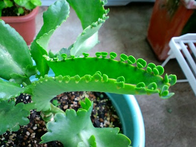 幻と言われてるマザーリーフの花が咲きました 幸太と渓流の風にふかれて