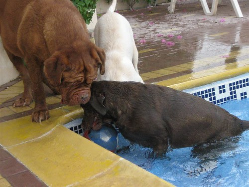 Mollie, Daisy and Spencer