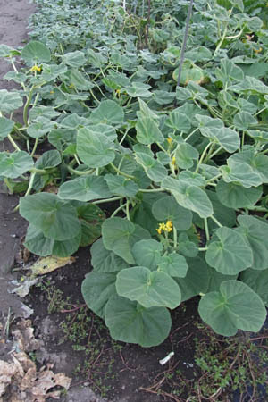 黒ツノゴマ キバナツノゴマ Ibicella Lutea 軽井沢 ジャムこばやし