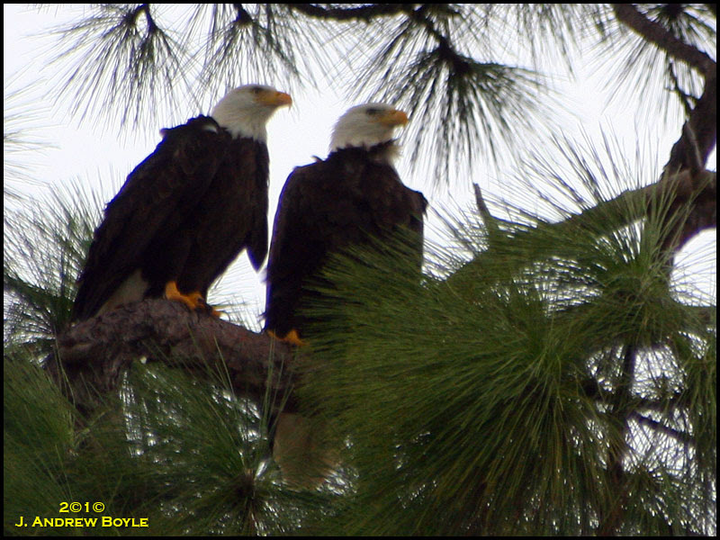 Bald Eagle
