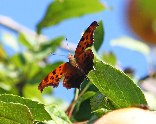 A Butterfly Day