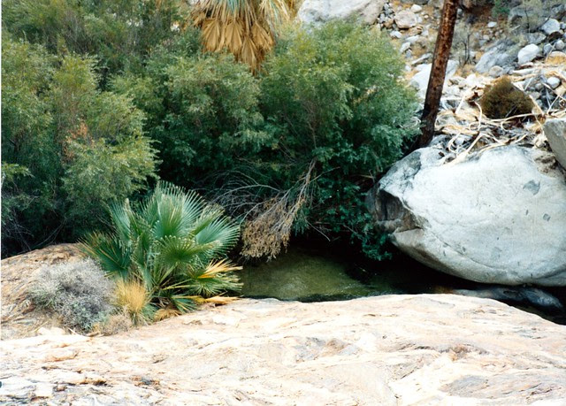 Borrego Palm Canyon