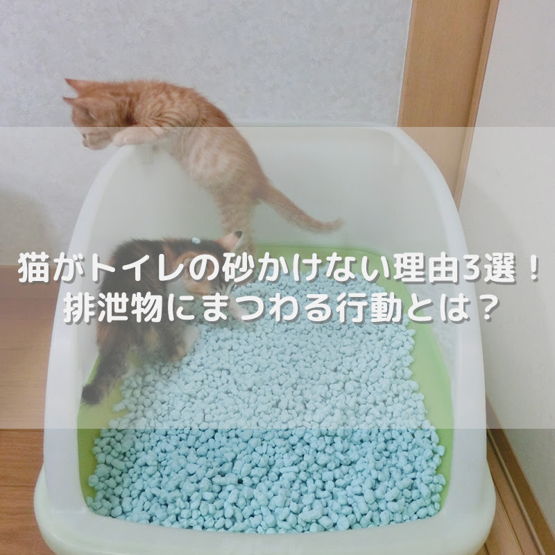 猫がトイレの砂かけない理由4選 排泄物にまつわる行動とは
