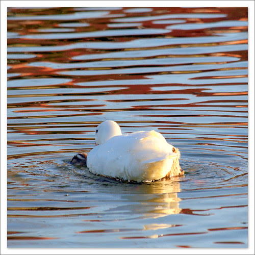 una historia de patos
