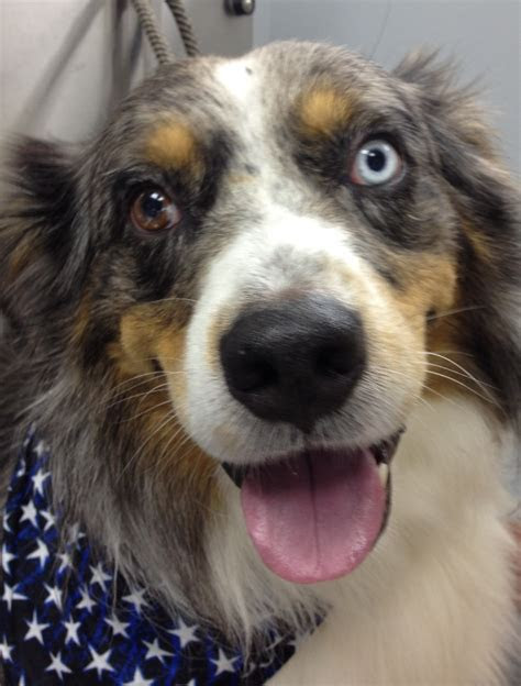 Australian shepherd with hazel eye color. national holistic pet day dr sandra truli springer holistic