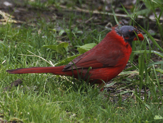 baldcardinal