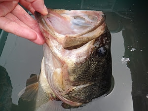 雑魚の水辺 外来魚 国外外来種