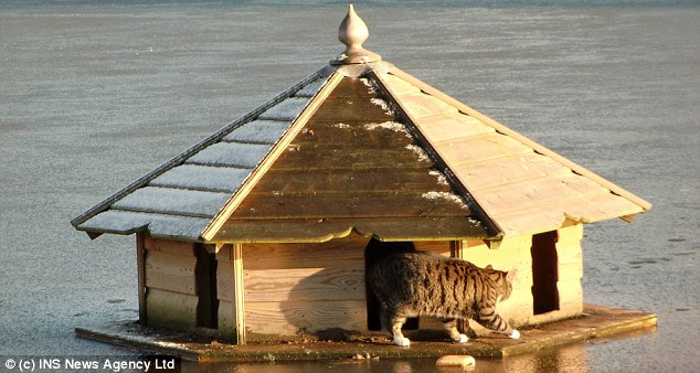 Pet Duck House Plans Best House Design Ideas