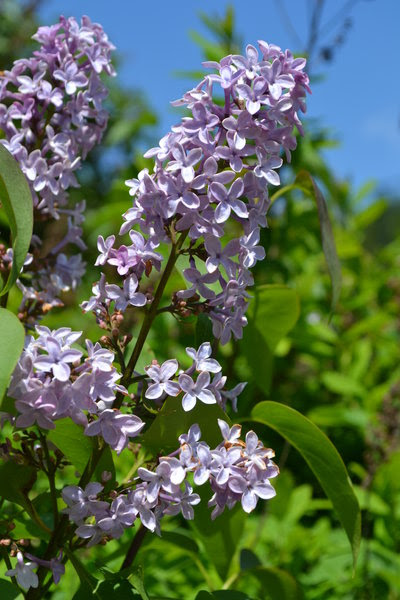 Image of Lilac fragrant shrub