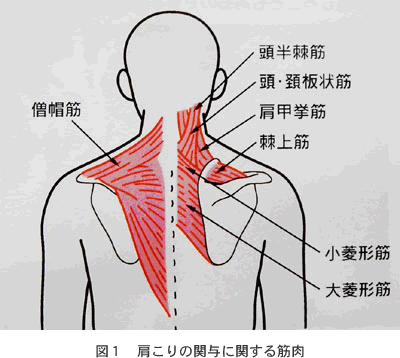 肩こりを訴える疾患と原因 医療と健康情報 当院のご紹介 久留米大学医療センター