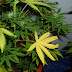 Spots On Pot Leaves / We did not find results for:
