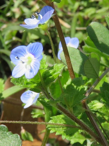 この花の名前なんていうの 道端に咲く小さな青い４弁花 オオイヌノフグリ
