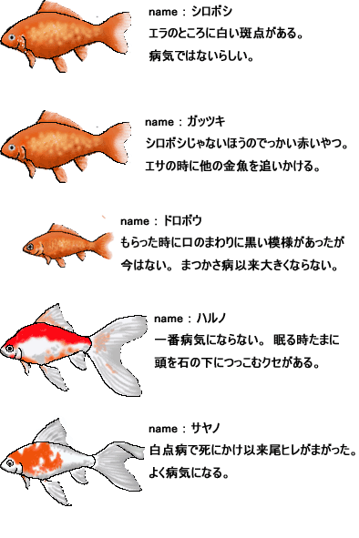 金魚