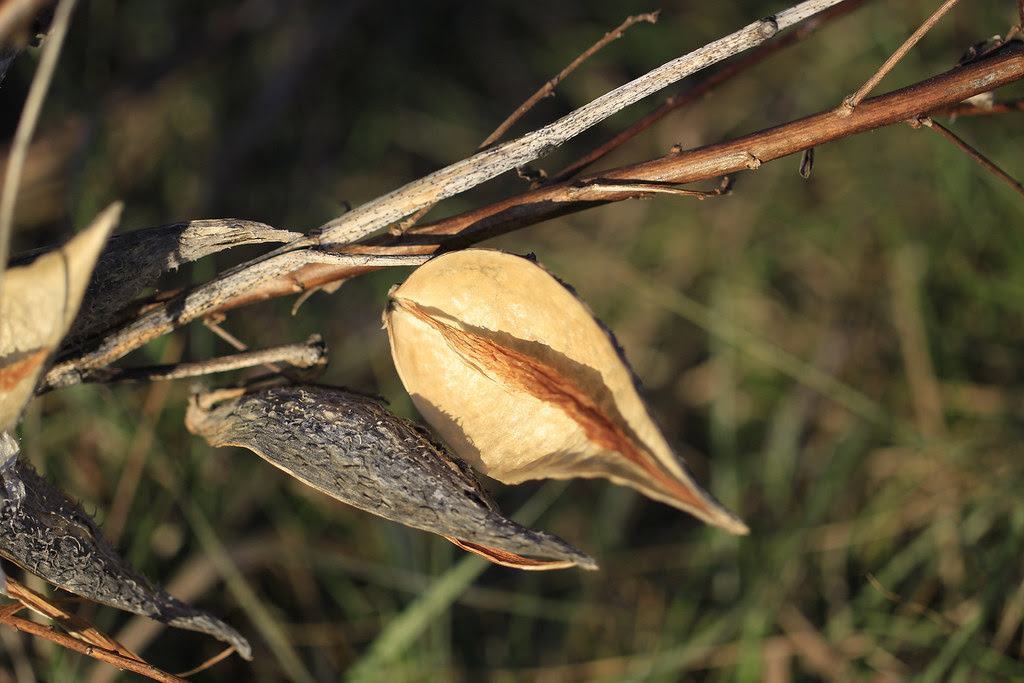 milkweed pods empty2