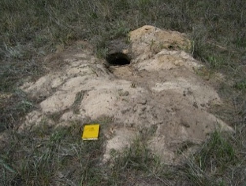 Gopher Tortoises, Making Deep and Meaningful Burrows | Life ...