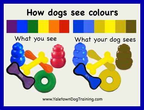 So, it's not guaranteed that your dog's eye reflection will come with the exact colors provided. how dogs see colours yaletown dog training