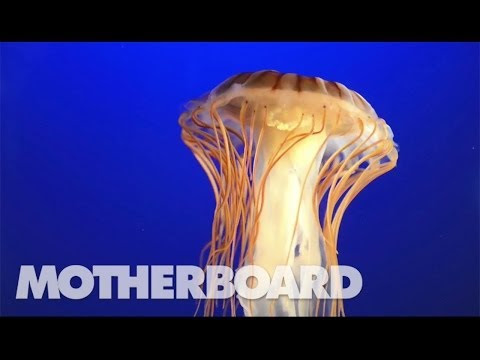 Does 'immortal' jellyfish have the secret to everlasting life? 