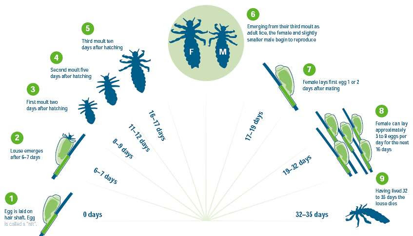 How Long Can Head Lice Live Off The Human Host?