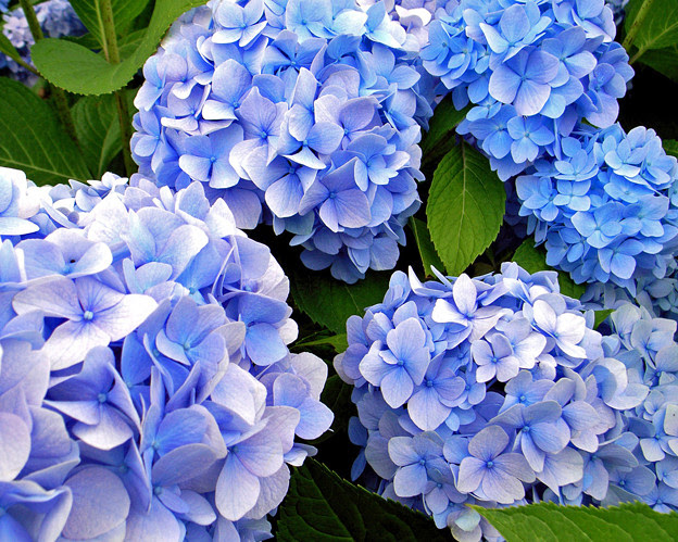 あじさい 壁紙 1280x1024 Photo Sharing Photozou