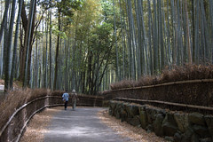 Bamboo Forest