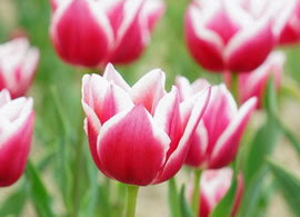 オランダの国花 オランダの国花の由来とは 国花 県花まるわかり事典