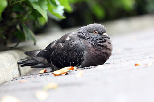 Rock Pigeon