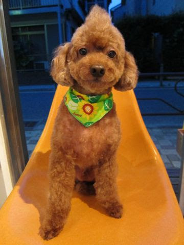 12年08月15日の記事 Hundehutte フントヒュッテ