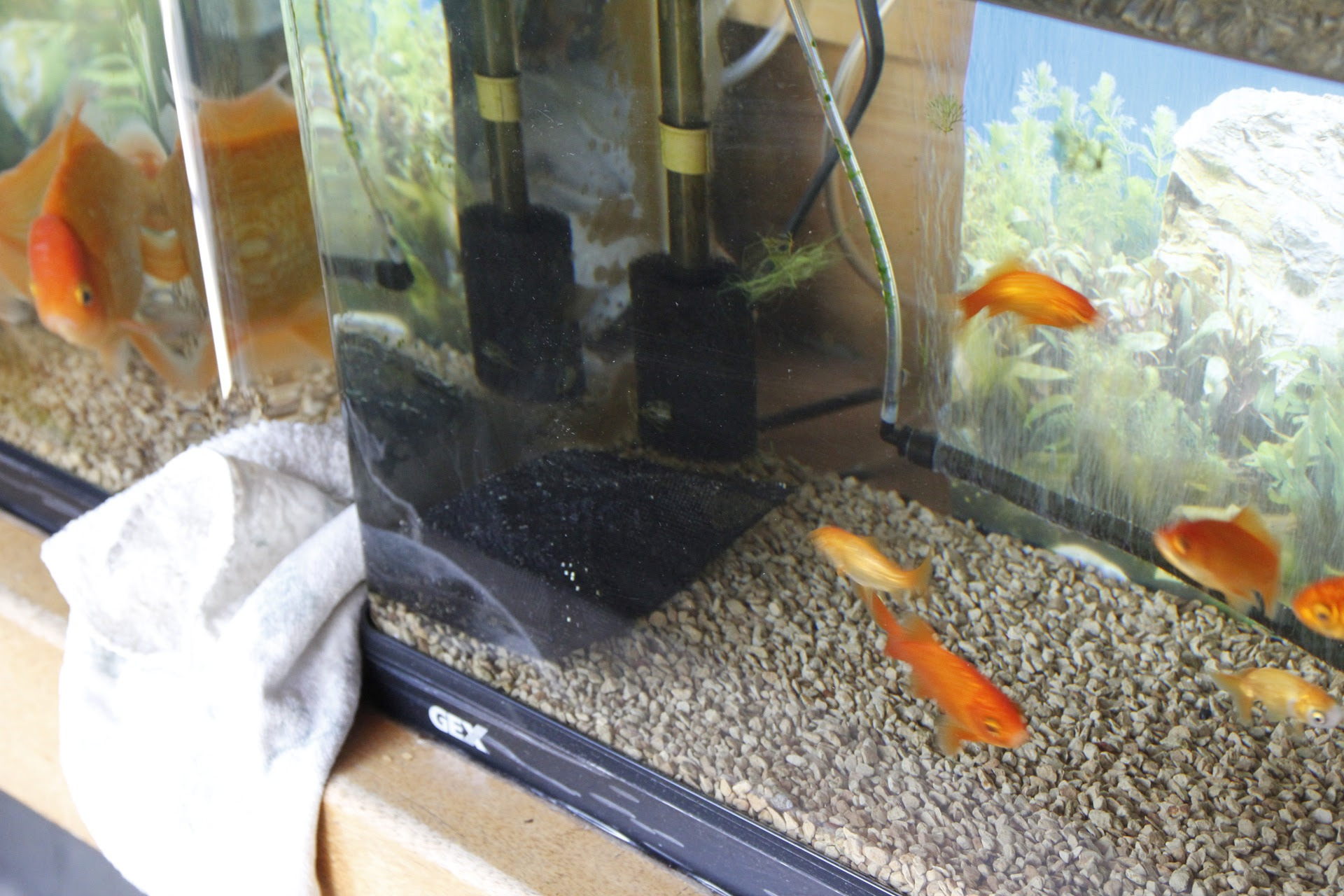 金魚の水槽へ水質浄化活性炭 11 05 08 マサのライフノート By Ezic