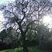 Tree and light