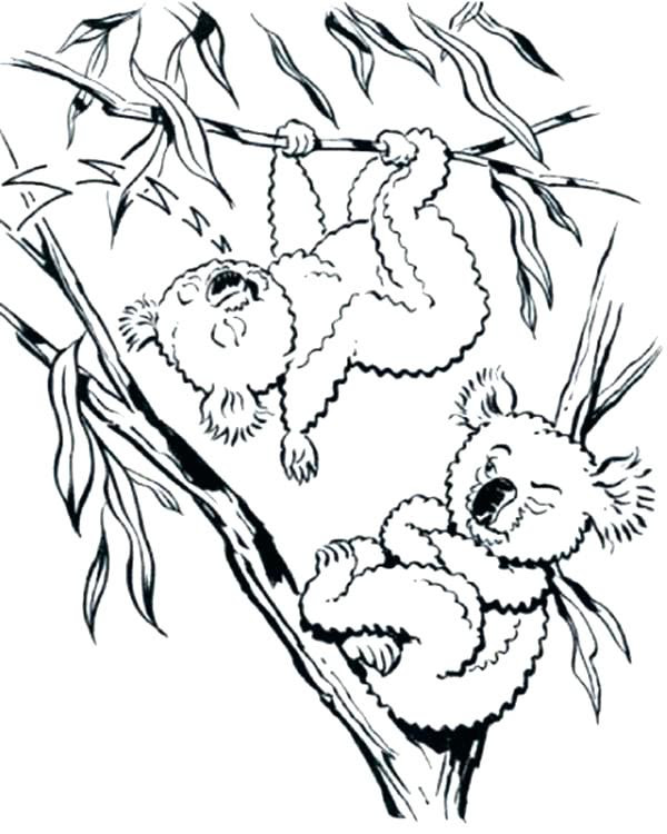 32 Koala Bear Coloring Pages Free Printable Coloring Pages