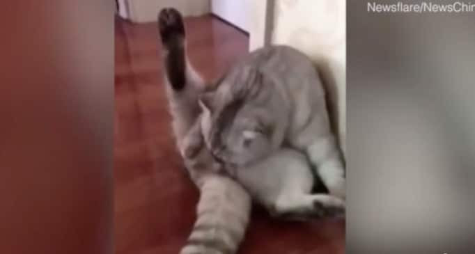Ce Chat Decouvre Qu Il Vient De Se Faire Steriliser Sa Reaction Est Hilarante Video