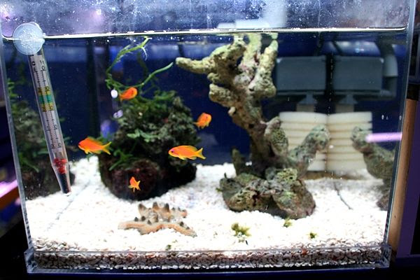 海水魚水槽に底砂は必要なのだろうか 底砂のお手入れ 海水魚のパイオニア 日海センター 日海フィッシュコム