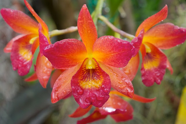 orchid