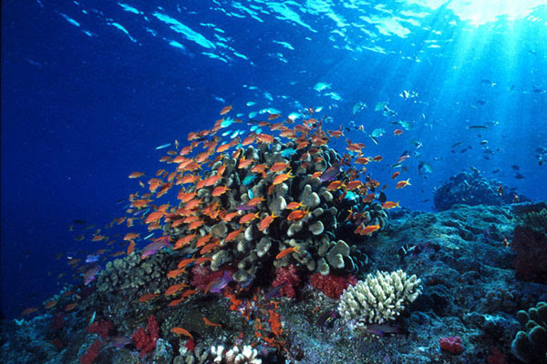 iTamani iLauti Bunaken di Manado iTamani iLauti Bunaken di Manado
