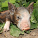 Cabbage Patch Pig