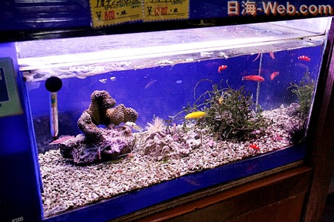 底砂の交換とその手順 店内での出来事 海水魚のパイオニア 日海センター 日海フィッシュコム