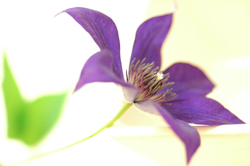 テッセン 紫 花の図書館