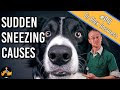 Dog Sneezing A Lot And Shaking Head