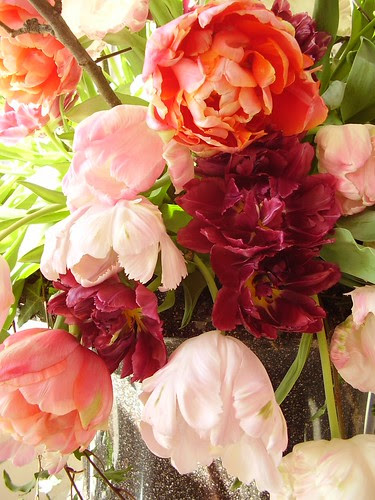 tulpaner ulriksdal 008