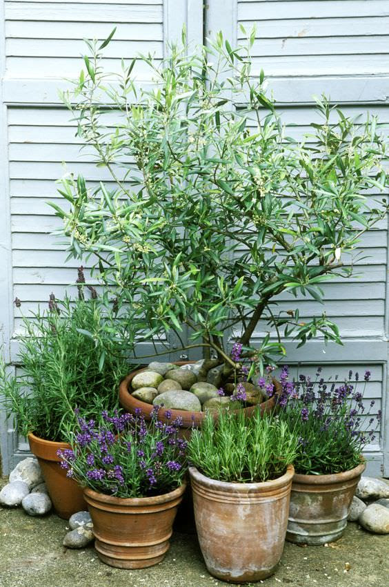 25+ Most Amazing Mediterranean Garden Design Ideas For